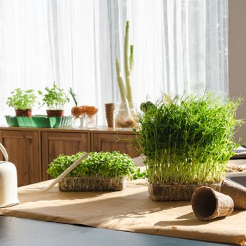 Fresh microgreens with watering can on table at home