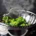 How to Steam Vegetables, with or Without a Steamer