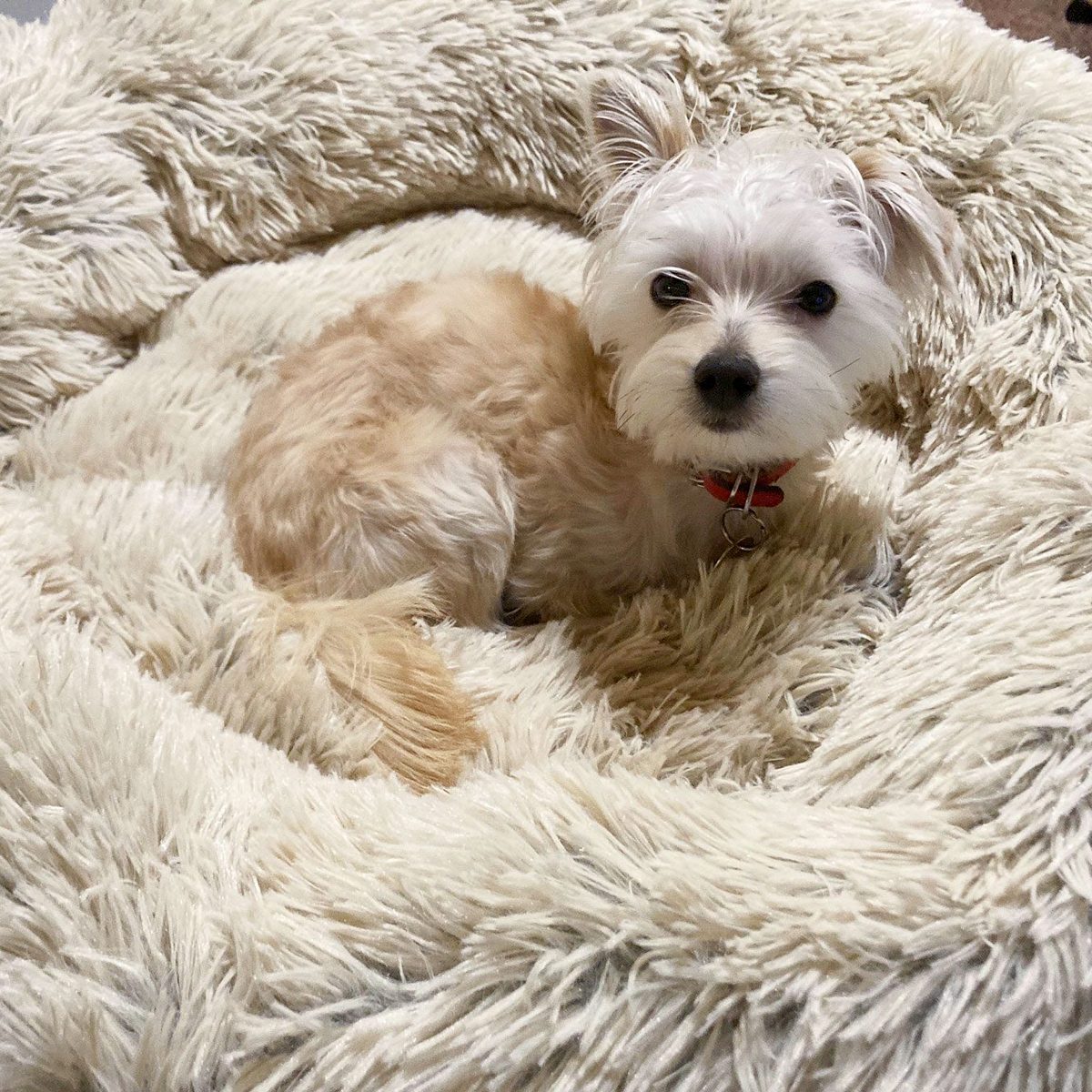 Toha24 Calming Donut Bed Megan Wood 01