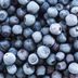 How to Freeze Blueberries