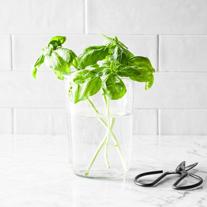 fresh basil in a glass of water on a kitchen counter