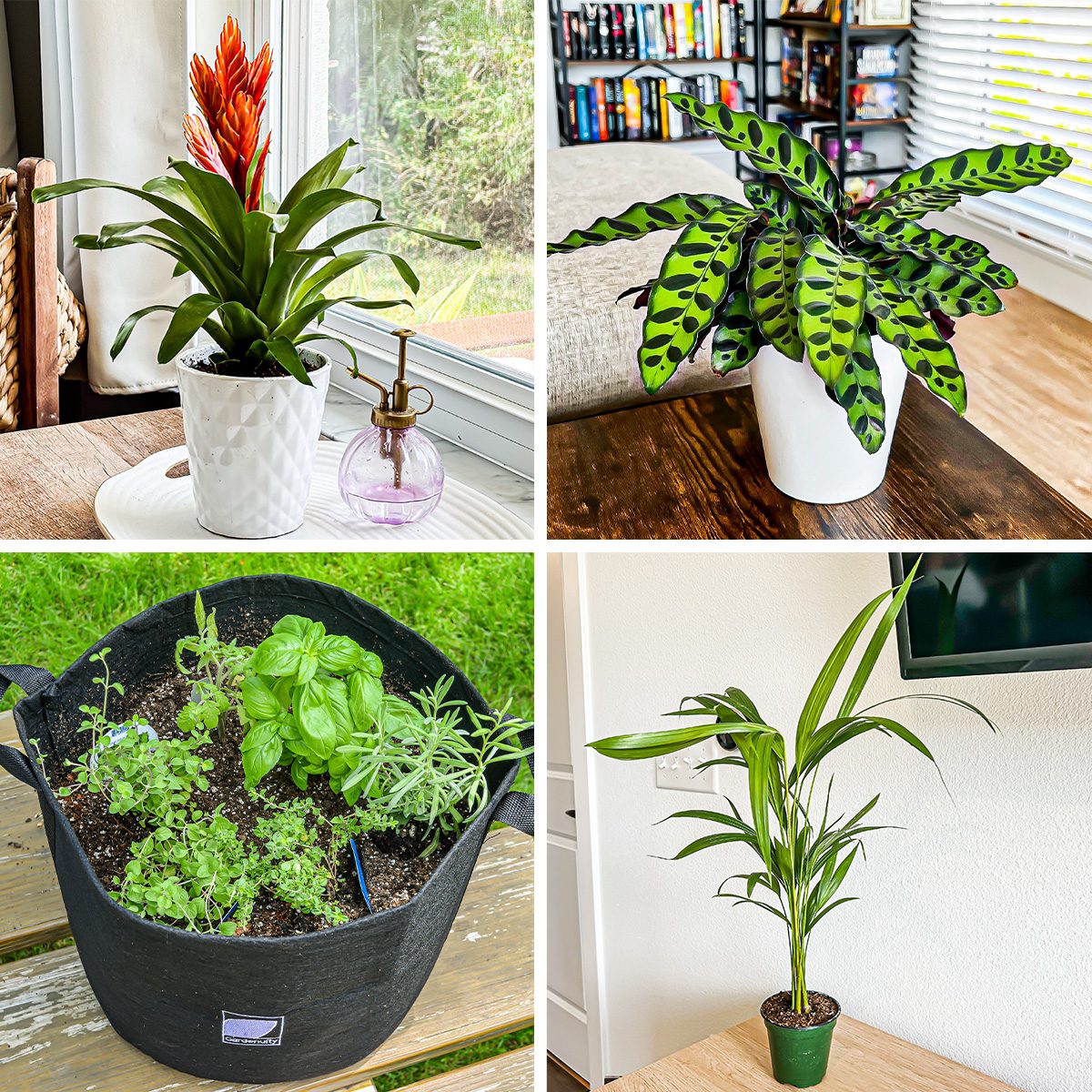 5 Best Plant of the Month Clubs for Budding Plant Parents (And Pros)