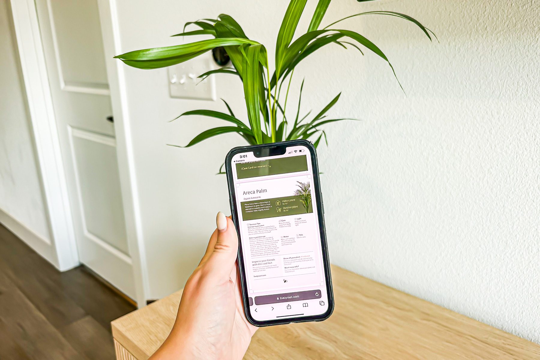 Lively Roots Easy Care Plant Subscription