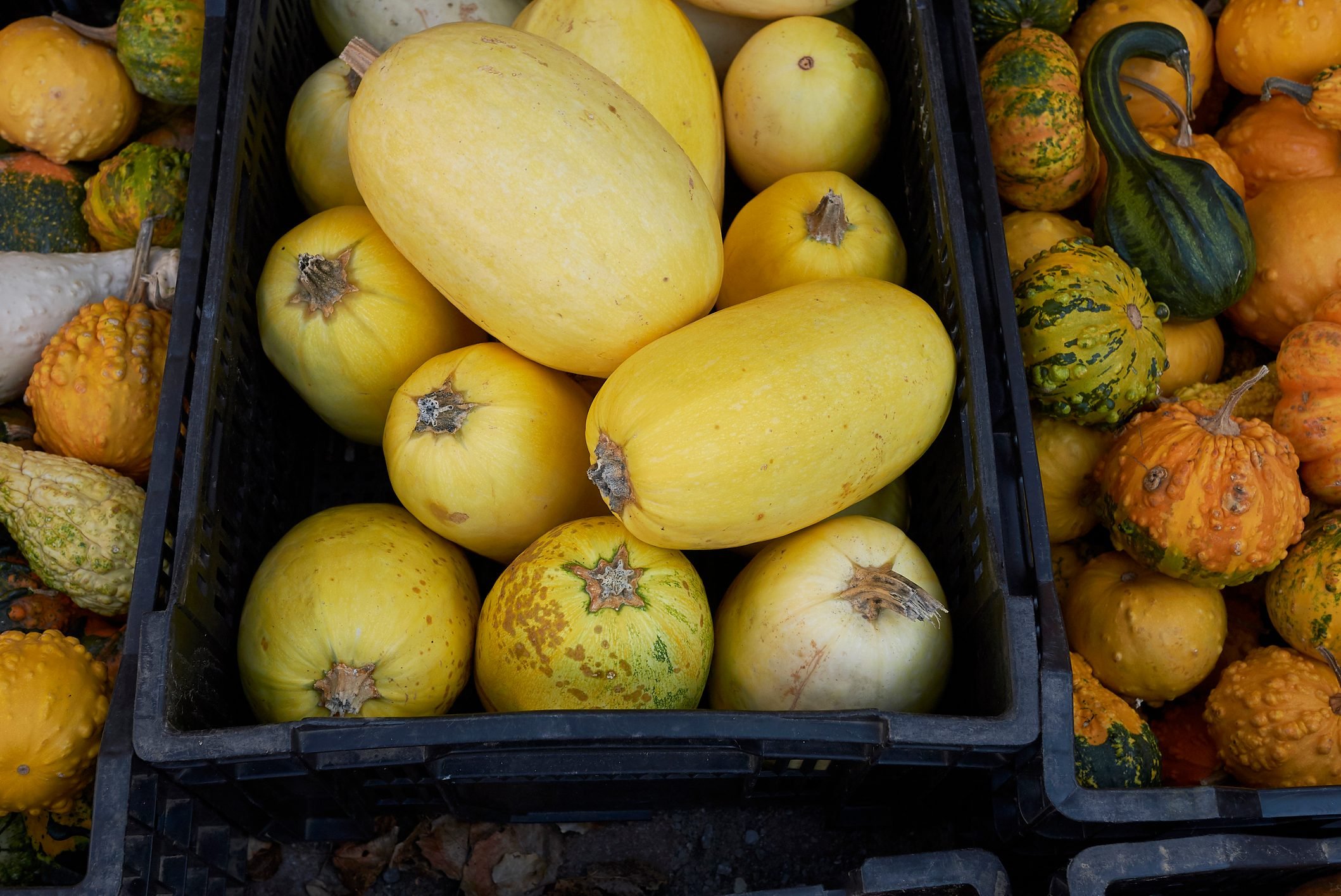 How to Pick a Good Spaghetti Squash