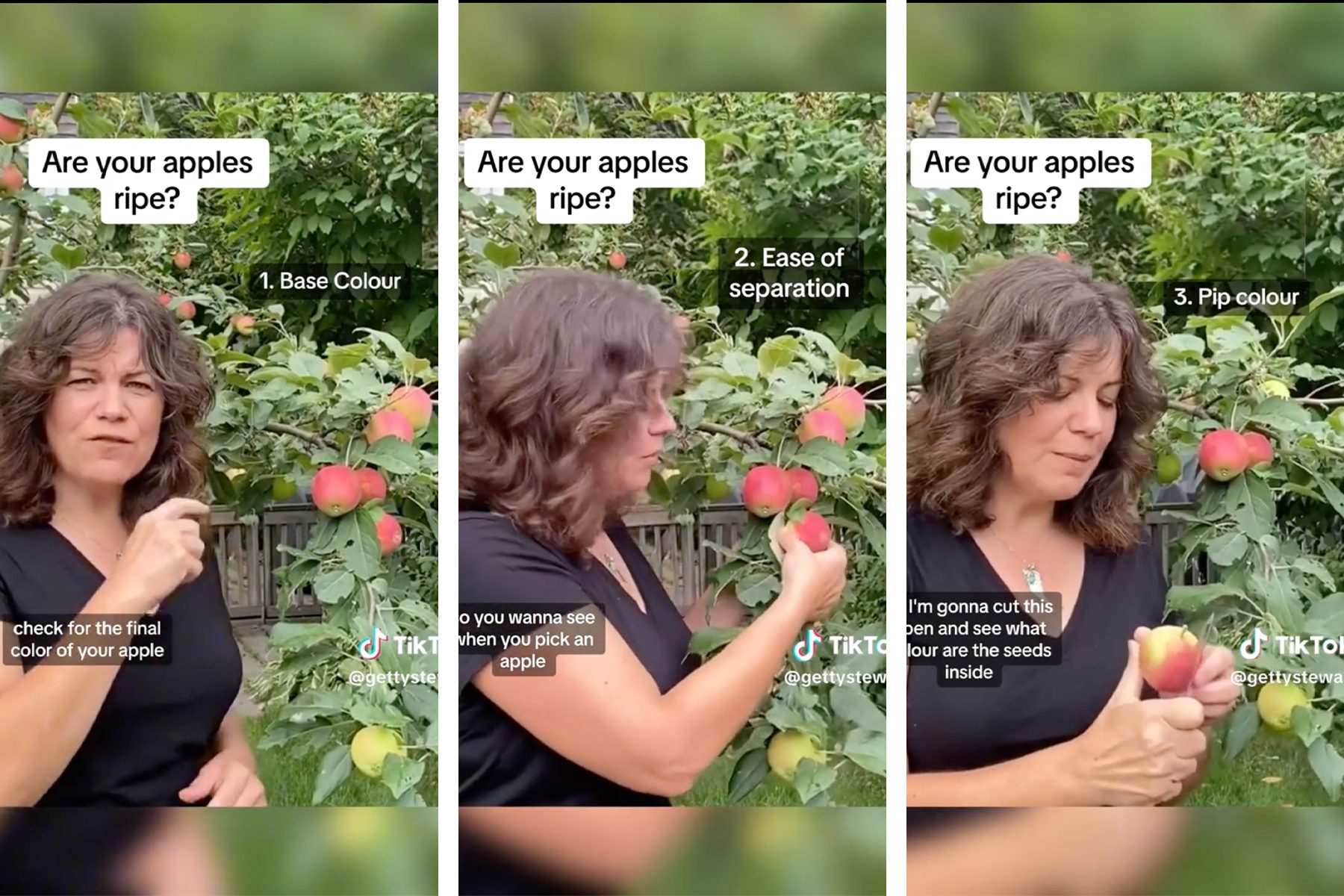 Three images show a person demonstrating how to check if apples are ripe. Step 1: Check the base color. Step 2: Check ease of separation from the tree. Step 3: Flip the apple and examine the seeds inside. The text Are your apples ripe? is shown in each image.