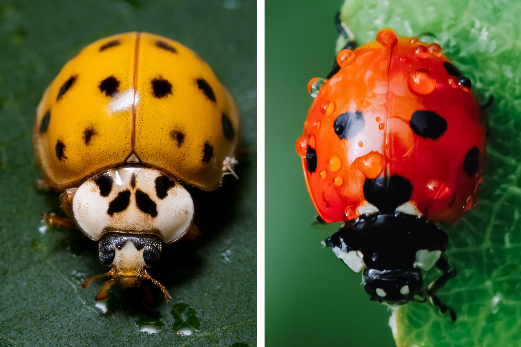 If You See a Yellow Ladybug, This Is What It Means